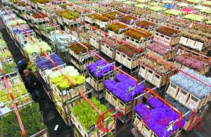 出国过圣诞:寻找佳节之最(组图)