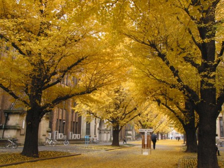东京大学 东京大学