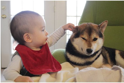 日本女子记录宝宝与柴犬生活萌照 融化人心