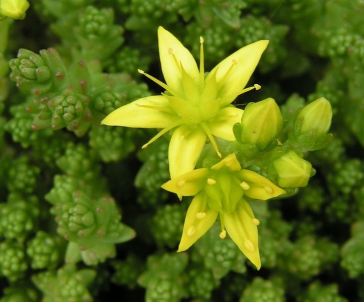 Stonecrop