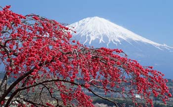 日本留学项目对接院校有哪些？